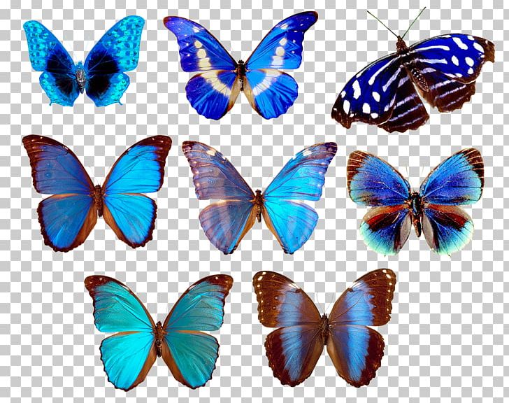 Brush Footed Butterfly Others Symmetry PNG, Clipart, Archive File, Brush Footed Butterfly, Butterfly, Butterfly Border, Computer Icons Free PNG Download