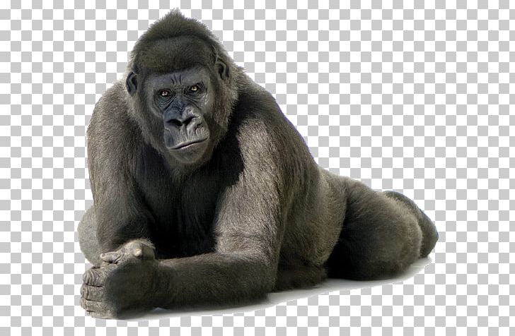 Cross River Gorilla PNG, Clipart, Ape, Common Chimpanzee, Computer Icons, Cross River Gorilla, Desktop Wallpaper Free PNG Download