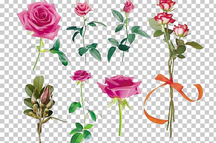 Garden Roses Still Life: Pink Roses Centifolia Roses Beach Rose PNG, Clipart, Artificial Flower, Bud, Buds, Centifolia Roses, Cut Flowers Free PNG Download