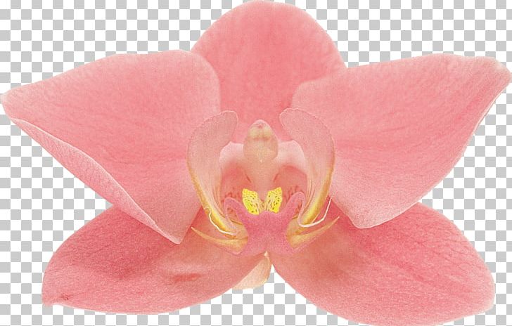 Moth Orchids Flower Petal TOMURU PNG, Clipart, Flower, Flowering Plant, Leaf, Magenta, Moth Orchid Free PNG Download