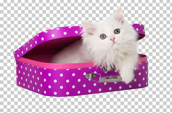 Persian Cat Himalayan Cat Kitten Cat Food Pet PNG, Clipart, Animal, Animals, Black Cat, Box, Breed Free PNG Download
