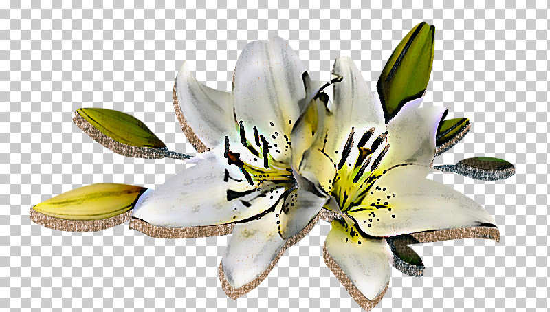 Flower White Lily Petal Plant PNG, Clipart, Cut Flowers, Flower, Lily, Lily Family, Lily Order Free PNG Download