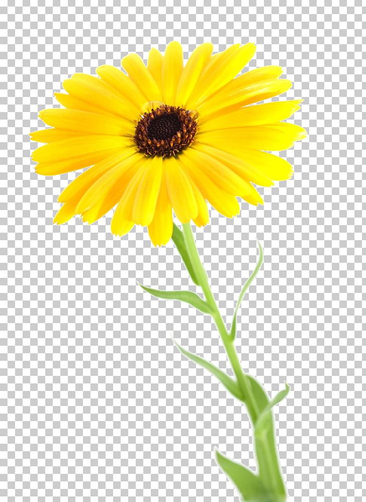 Flower Arnica Chrysanthemum Common Daisy PNG, Clipart, Calendula, Chrysanthemum Chrysanthemum, Chrysanthemums, Daisy Family, Flowers Free PNG Download