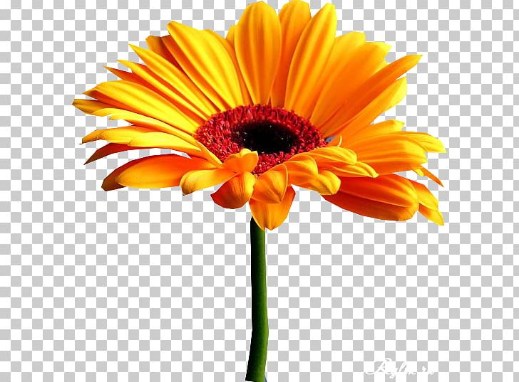 Life Flower Observation Information PNG, Clipart, Common Sunflower, Cut Flowers, Daisy Family, Eating, Flower Free PNG Download
