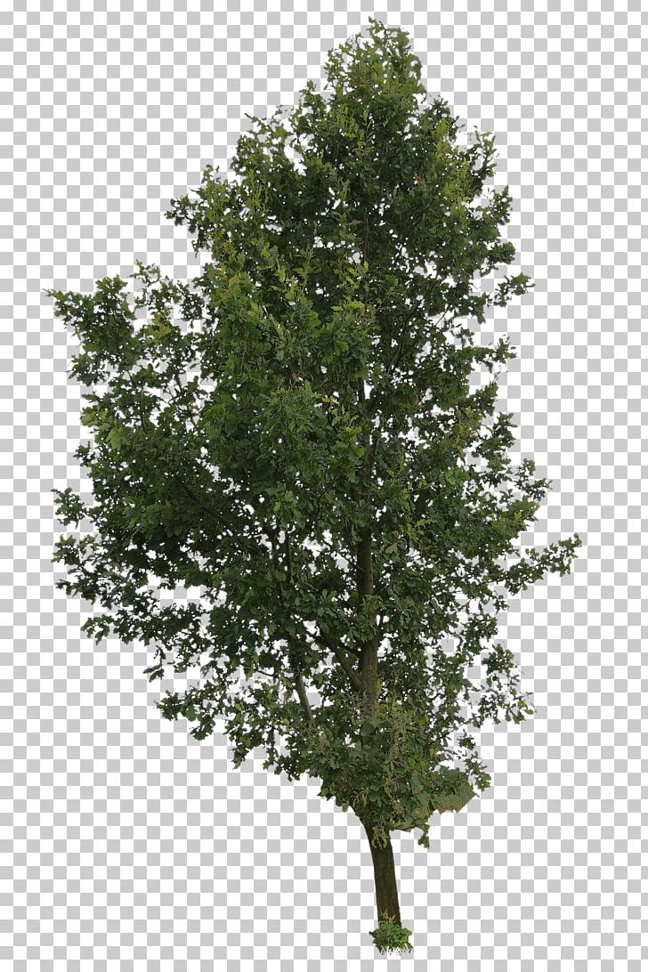 Paper Birch Tree PNG, Clipart, Birch, Birch Tree, Branch, Clip Art, Drawing Free PNG Download