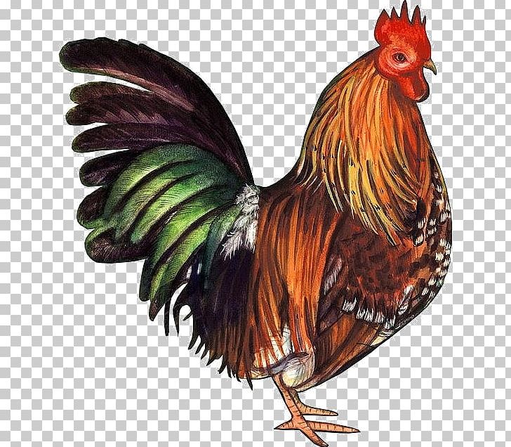 Pekin Chicken Rooster Silkie PNG, Clipart, Bantam, Beak, Bird, Blog, Chicken Free PNG Download