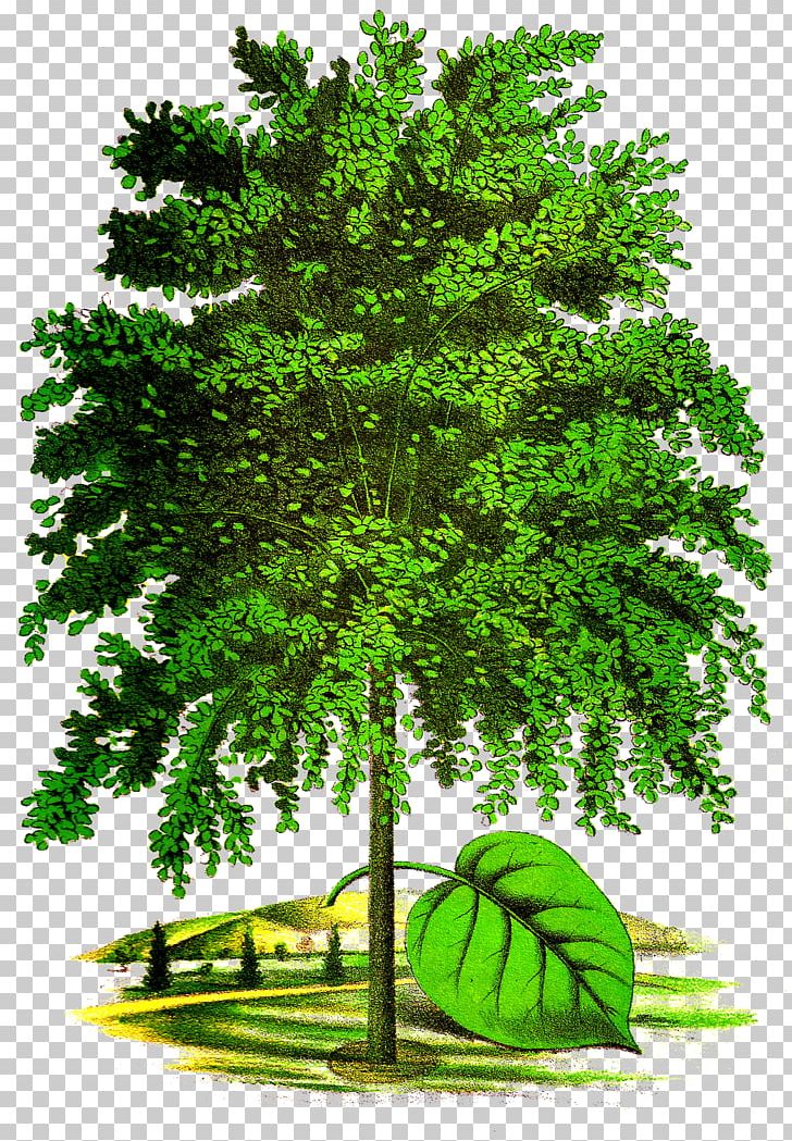 Tree Art Drawing PNG, Clipart, American Linden, Art, Bald Cypress, Biome, Botanical Illustration Free PNG Download