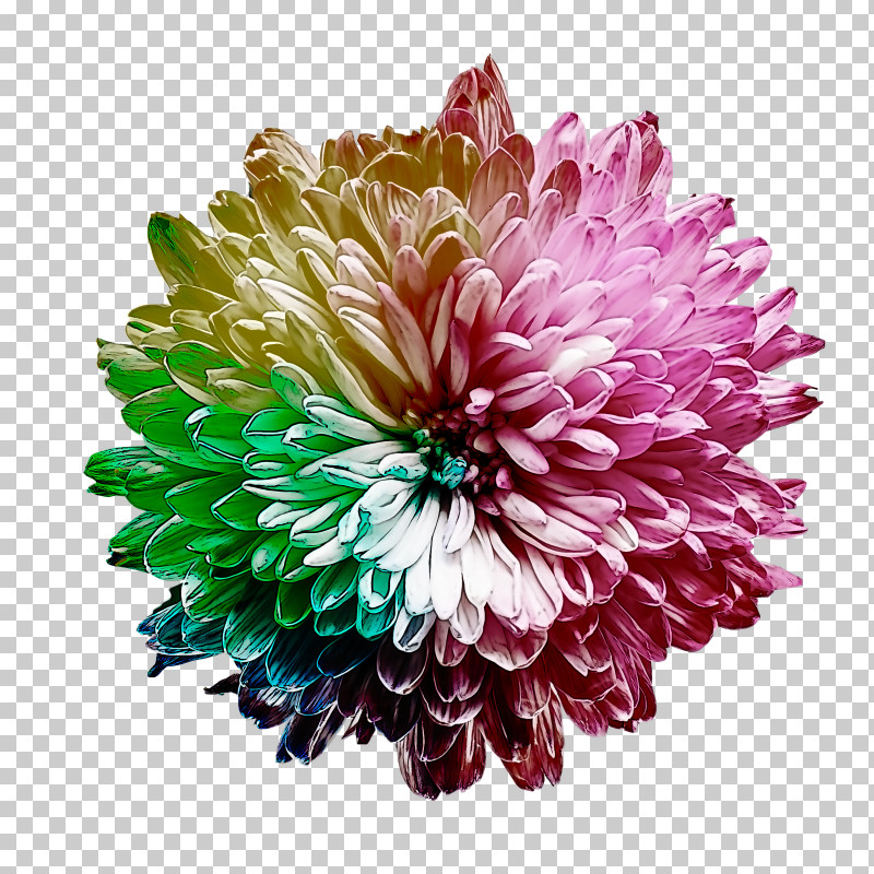 Artificial Flower PNG, Clipart, Annual Plant, Artificial Flower, Chrysanthemum, Cut Flowers, Dahlia Free PNG Download