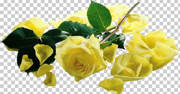 Desktop Garden Roses Flower Blue Rose PNG, Clipart, 1080p, Austrian Briar, Blue, Cut Flowers, Desktop Wallpaper Free PNG Download