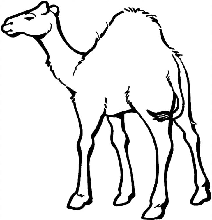 Dromedary Bactrian Camel Coloring Book Child Camel Train PNG, Clipart, Animal, Animal Figure, Arabian Camel, Bactrian Camel, Black And White Free PNG Download