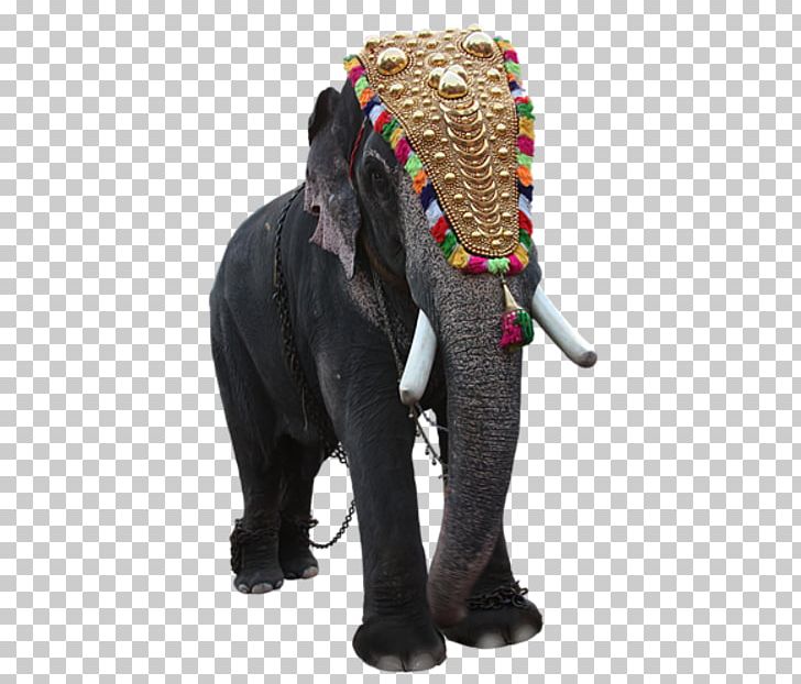 Elephant PNG, Clipart, African Elephant, Animal, Animals, Blog, Circus Free PNG Download