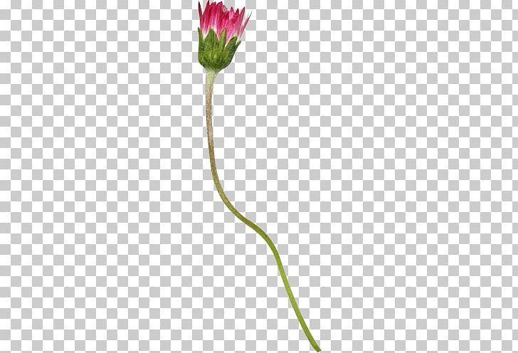Flowering Plant Plant Stem PNG, Clipart, Bud, Flora, Flower, Flower Collage, Flowering Plant Free PNG Download