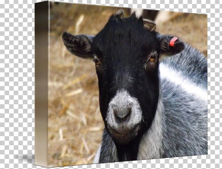 Goat Kind Sheep Art Poster PNG, Clipart, Animals, Art, Canvas, Cow Goat Family, Goat Free PNG Download