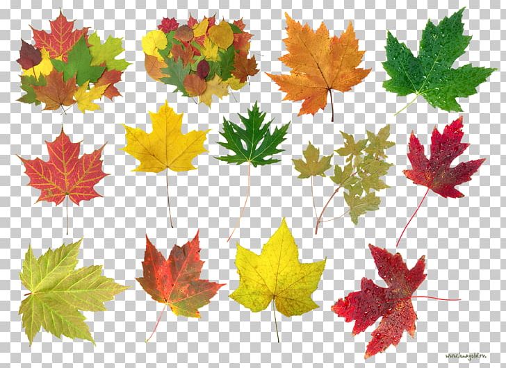 Maple Leaf Autumn Portable Network Graphics PNG, Clipart, Autumn, Autumn Leaf Color, Comparazione Di File Grafici, Deciduous, Encapsulated Postscript Free PNG Download