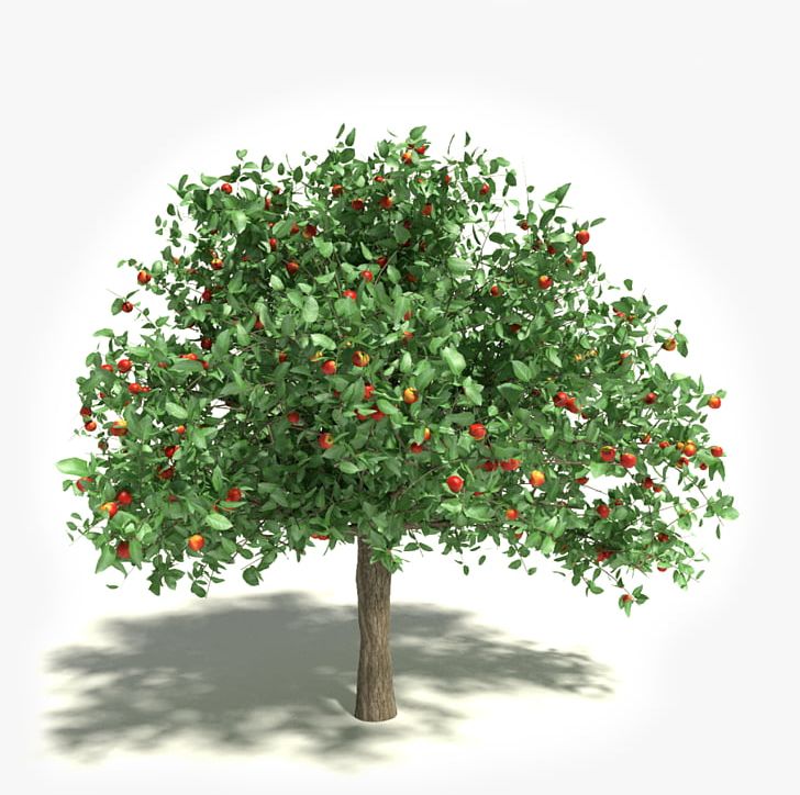 Apple White Transparent Stock Photography Tree PNG, Clipart, Apple, Apple Tree, Apple White, Branch, Clip Art Free PNG Download
