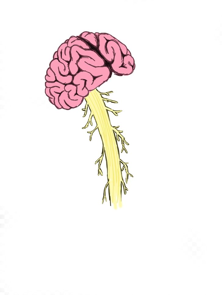 Human Brain Spinal Cord Injury Vertebral Column PNG, Clipart, Brain, Brainstem, Cerebellum, Flower, Flowering Plant Free PNG Download