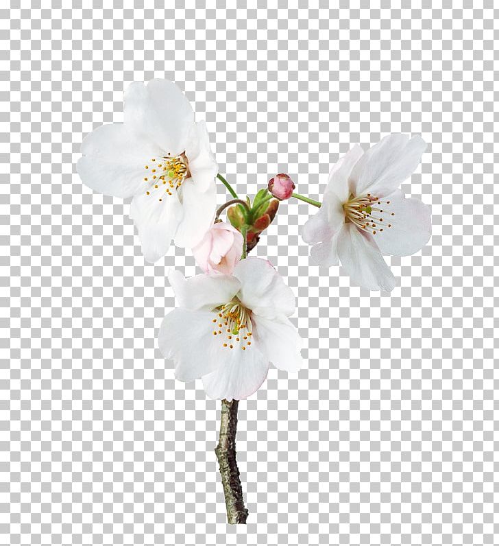Petal Flower Floral Design PNG, Clipart, Artificial Flower, Branch, Color, Encapsulated Postscript, Flower Free PNG Download