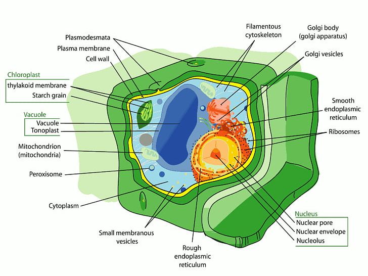 Plant Cell Organelle Chloroplast PNG, Clipart, Biology, Cell, Cell Nucleus, Cell Wall, Chloroplast Free PNG Download