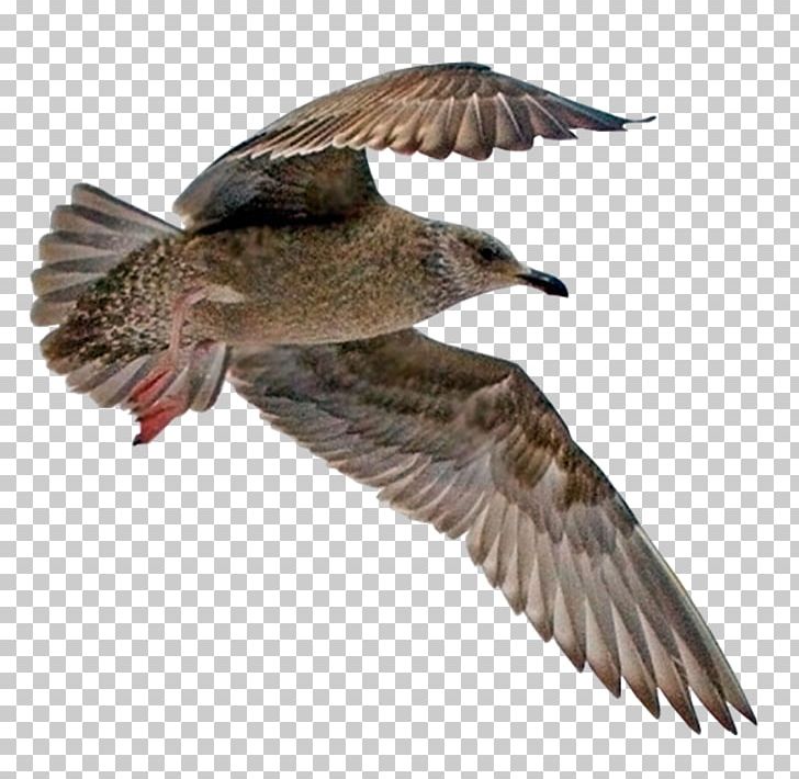 Seabird Water Bird Beak Feather PNG, Clipart, Animals, Beak, Bird, Breast, Buzzard Free PNG Download