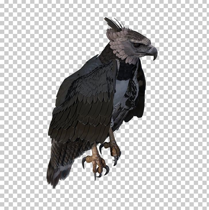 Bald Eagle Extinction Prototype Open World Survival Game PNG, Clipart, Accipitriformes, Bald Eagle, Beak, Bird, Bird Of Prey Free PNG Download