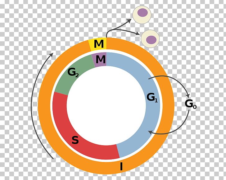 Cell Cycle Regulation Cell Division Interphase PNG, Clipart, Angle, Area, Biology, Cell, Cell Cycle Free PNG Download