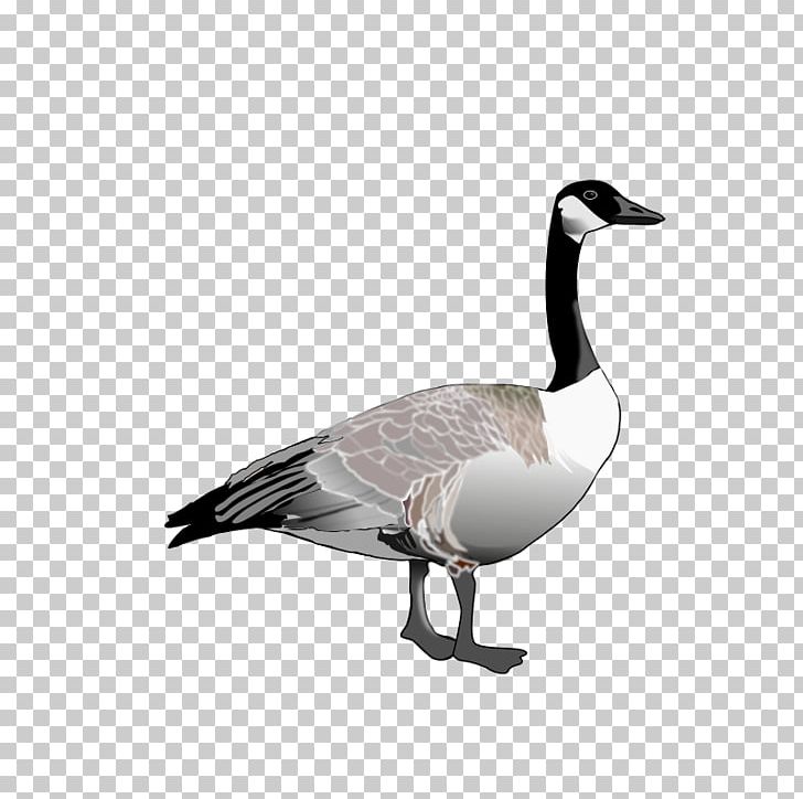 Canada Goose Bird PNG, Clipart, Beak, Bird, Canada Goose, Canadian Cliparts, Computer Icons Free PNG Download