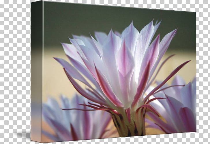 Citroën Cactus M Wildflower PNG, Clipart, Cactus, Cactus Flower, Flora, Flower, Flowering Plant Free PNG Download