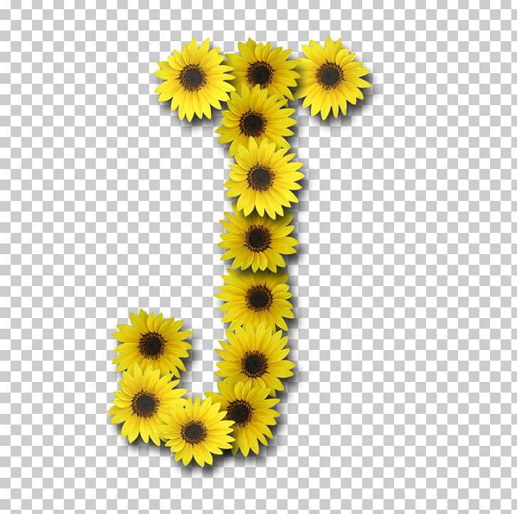 Common Sunflower Letter Alphabet Girasoles J PNG, Clipart, Alphabet, Common Sunflower, Daisy Family, Digi, Digital Data Free PNG Download