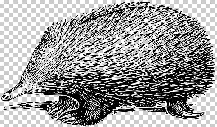 Echidna Drawing PNG, Clipart, Art, Beak, Black And White, Carnivoran, Coloring Book Free PNG Download