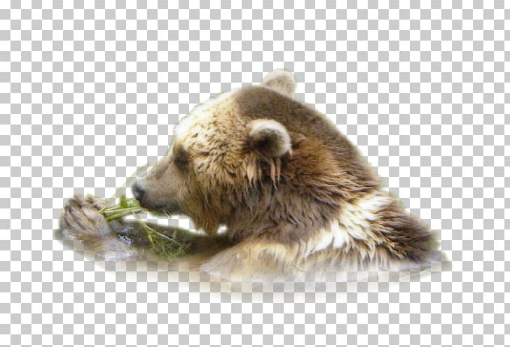 Grizzly Bear Fur Alaska Peninsula Brown Bear Terrestrial Animal PNG, Clipart, Alaska Peninsula Brown Bear, Animal, Animals, Bear, Brown Bear Free PNG Download