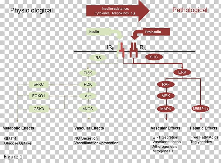 Insulin Resistance Insulin Signal Transduction Pathway Insulin Receptor Diabetes Mellitus PNG, Clipart, Angle, Brand, Diabetes Mellitus, Diabetes Mellitus Type 2, Diagram Free PNG Download