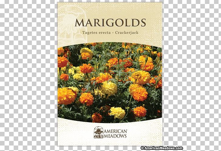 Mexican Marigold Marigolds Seed Flower Desert Marigold PNG, Clipart, Annual Plant, Calendula, Flora, Floristry, Flower Free PNG Download