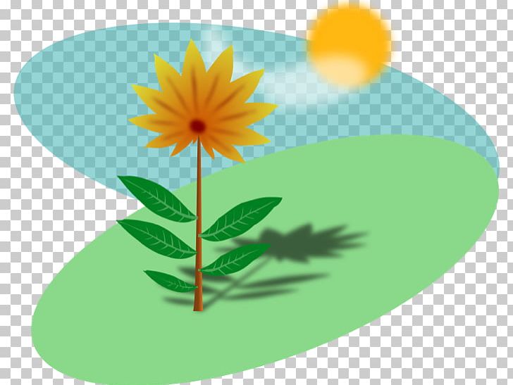 Plant Sunlight PNG, Clipart, Botanical Illustration, Common Sunflower, Daisy, Daisy Family, Dandelion Free PNG Download