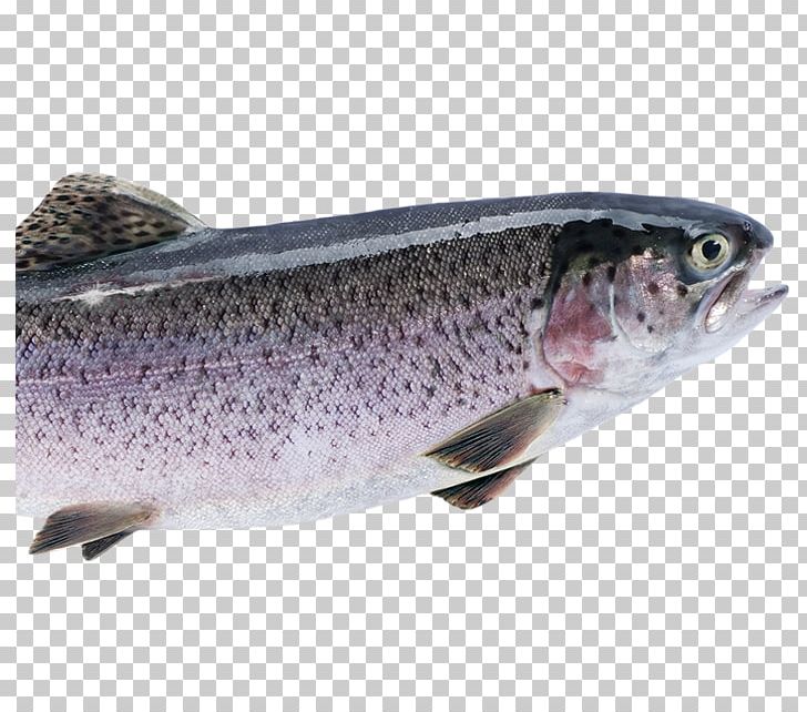 Coastal Cutthroat Trout Coho Salmon Rainbow Trout Fish Farming PNG, Clipart, Animals, Aquaculture, Bass, Bony Fish, Coastal Cutthroat Trout Free PNG Download