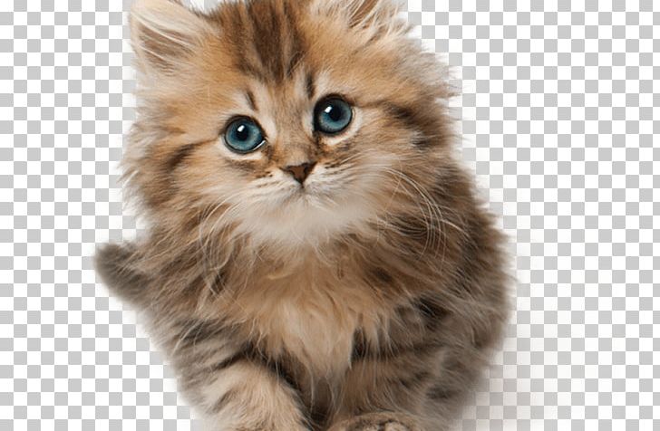 Kitten Munchkin Cat Puppy Tonkinese Cat PNG, Clipart,  Free PNG Download