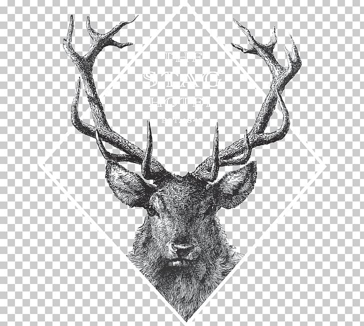 Red Deer Drawing Graphics PNG, Clipart, Animals, Antler, Black And White, Deer, Drawing Free PNG Download