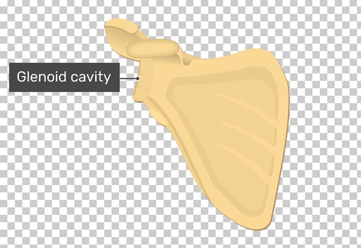 Angulus Lateralis Scapulae Glenoid Cavity Winged Scapula Bone PNG, Clipart, Anatomy, Angle, Anterior, Bone, Bone Fracture Free PNG Download
