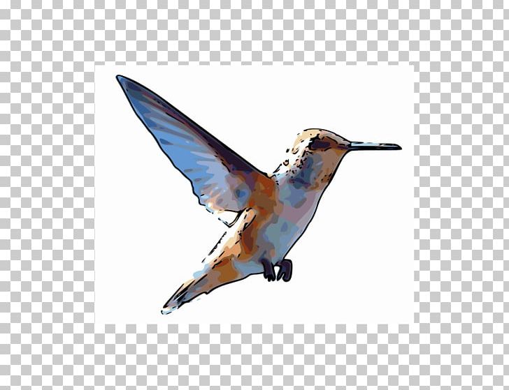 Rufous Hummingbird PNG, Clipart, Animal, Animals, Beak, Bird, Color Free PNG Download