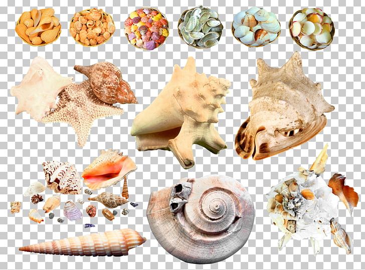 Seashell Sea Snail PNG, Clipart, Beach, Beach Elements, Conch, Conch Pictures, Creative Free PNG Download