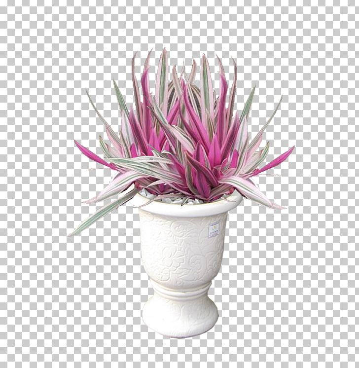 Tradescantia Spathacea 'Tricolor' Flowerpot Ornamental Plant Moses-in-the-cradle Hanoi PNG, Clipart,  Free PNG Download