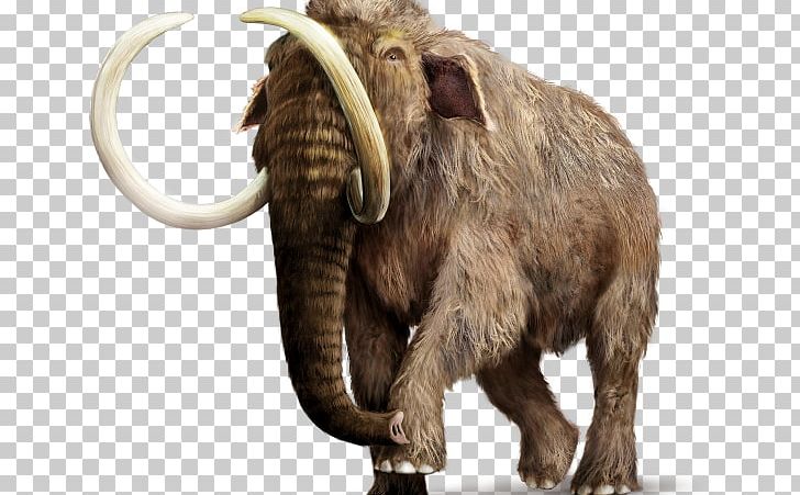 African Elephant Woolly Mammoth Asian Elephant Mammal PNG, Clipart, African Elephant, Animals, Asian Elephant, Elephant, Elephants And Mammoths Free PNG Download