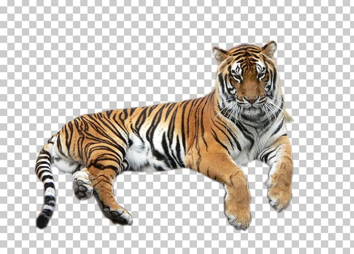 Bengal Tiger Lion White Tiger Wildlife PNG, Clipart, Animal, Animal Figure, Animals, Bengal, Bengal Cat Free PNG Download