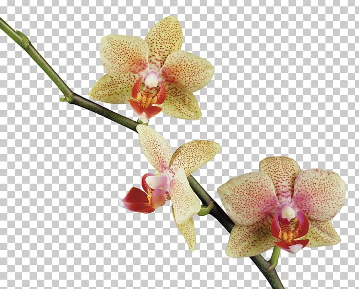 Flower Orchids PNG, Clipart, Callalily, Clip Art, Diary, Flower, Flowering Plant Free PNG Download