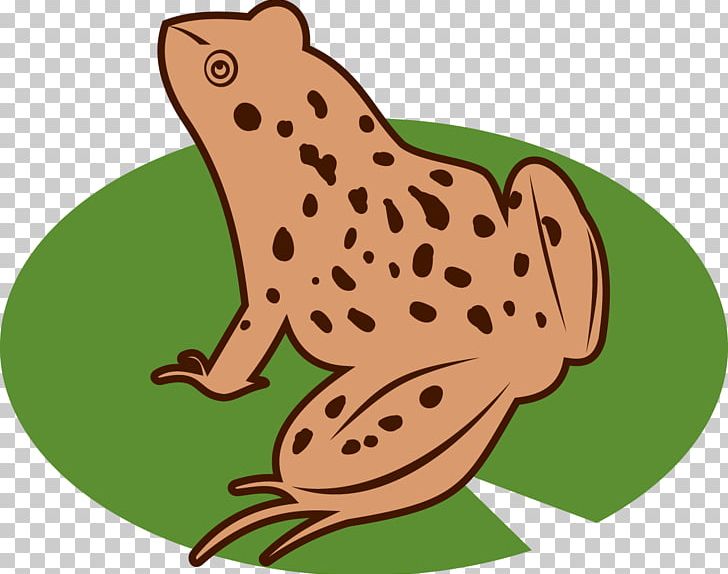 Toad True Frog Tree Frog PNG, Clipart, Amphibian, Animals, Artwork, Cartoon, Clip Art Free PNG Download