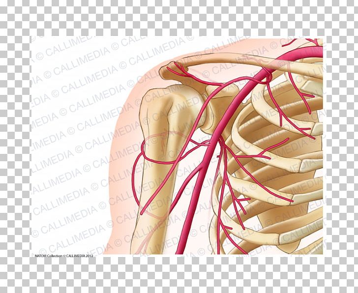 Common Carotid Artery Human Anatomy Neck PNG, Clipart, Abdomen, Anatomy, Anterior Communicating Artery, Arm, Artery Free PNG Download