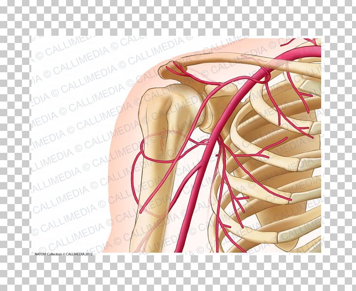 Common Carotid Artery Human Anatomy Neck PNG, Clipart, Abdomen, Anatomy