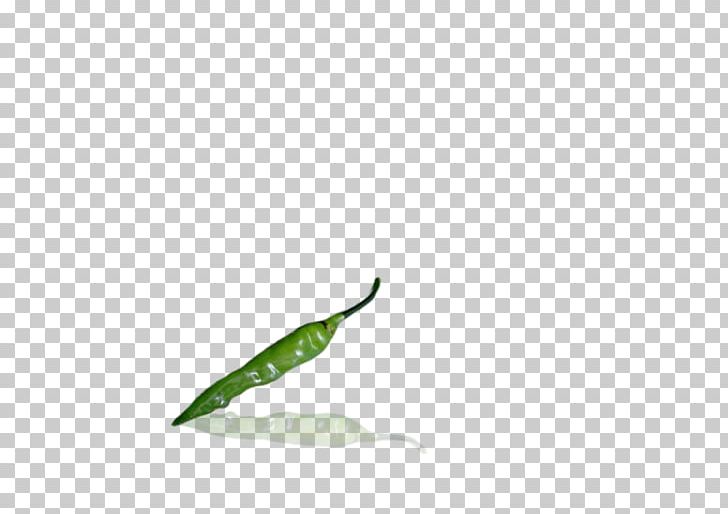 Leaf PNG, Clipart, Capsicum, Chili, Chili Pepper, Color Green, Green Free PNG Download