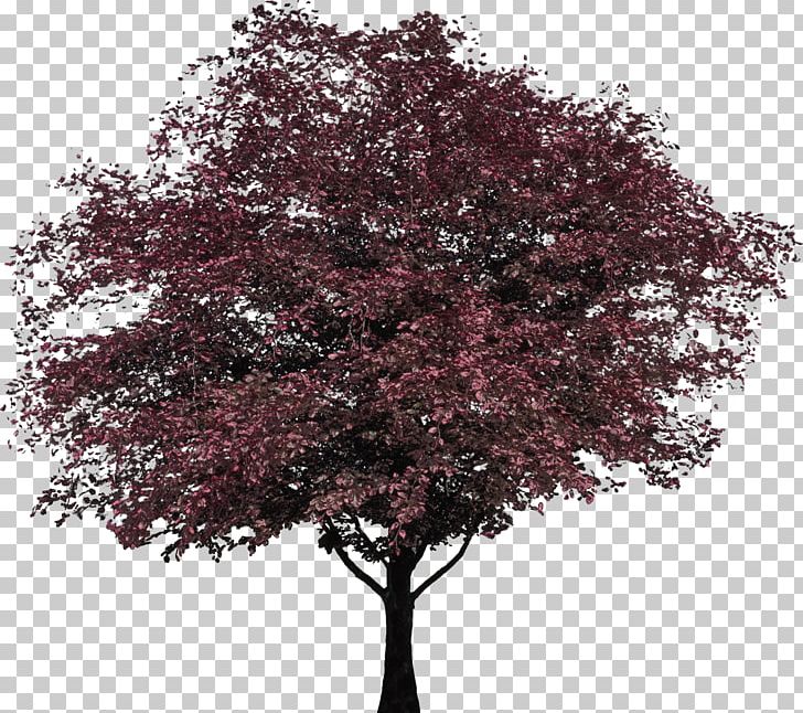 Tree Woody Plant High-definition Television European Beech PNG, Clipart, Beech, Beech Tree, Branch, Bud, European Beech Free PNG Download