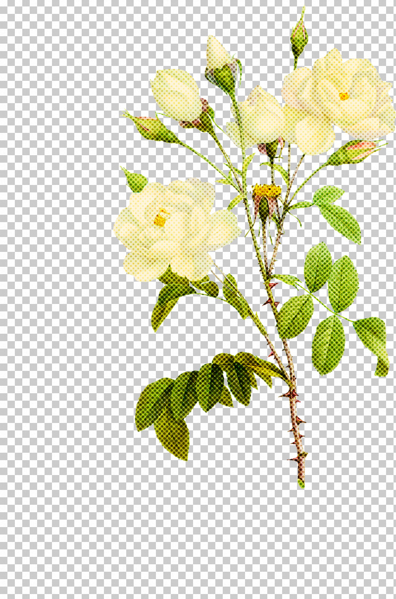 Floral Design PNG, Clipart, Floral Design, Flower, Garden Roses, Rose, Royaltyfree Free PNG Download