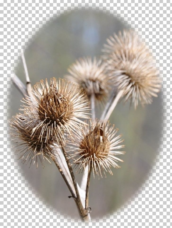 Greater Burdock PNG, Clipart, Burdock, Doner, Greater Burdock, Others Free PNG Download